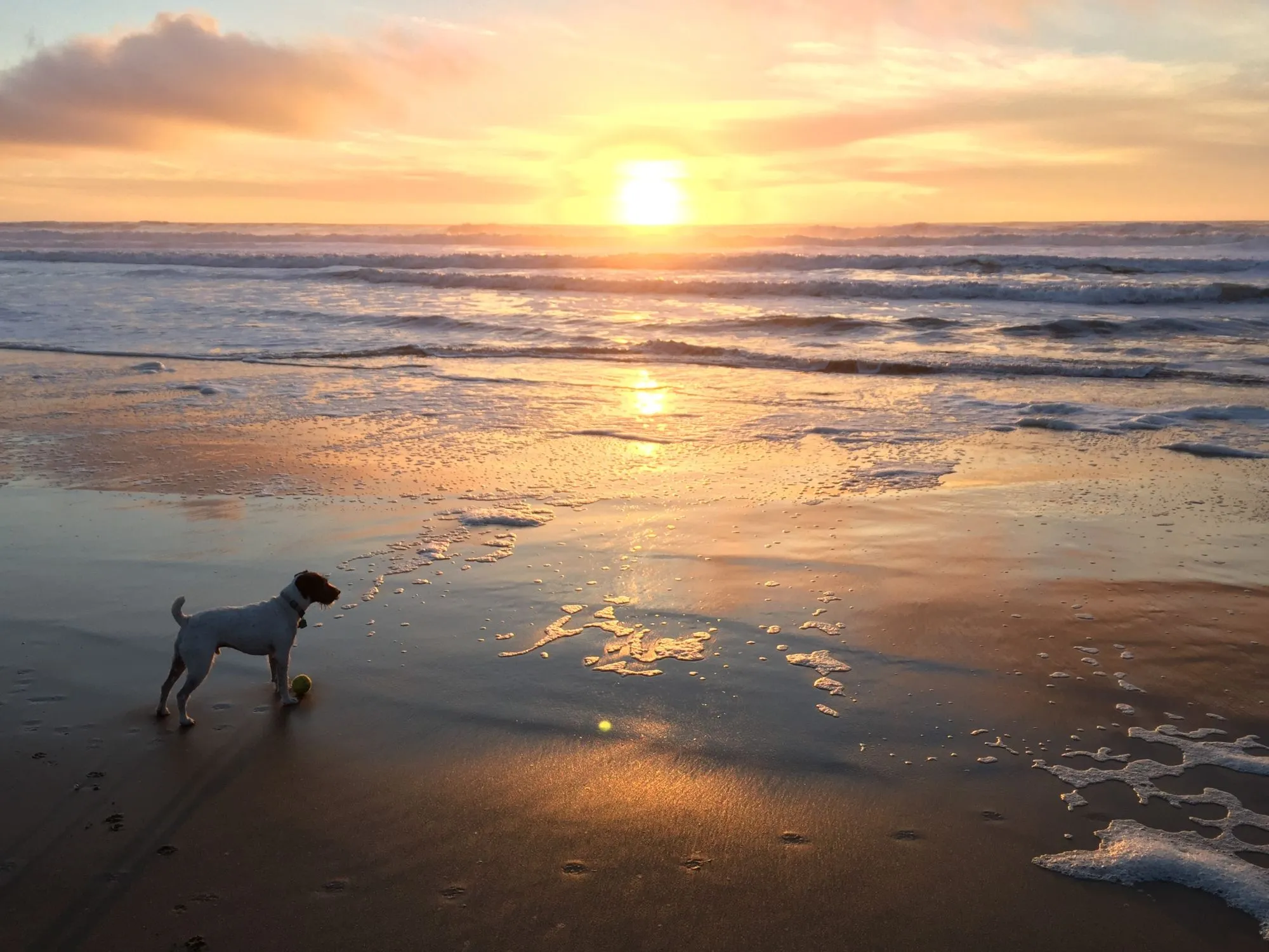 Winston with his tennis ball on the beach at sunset