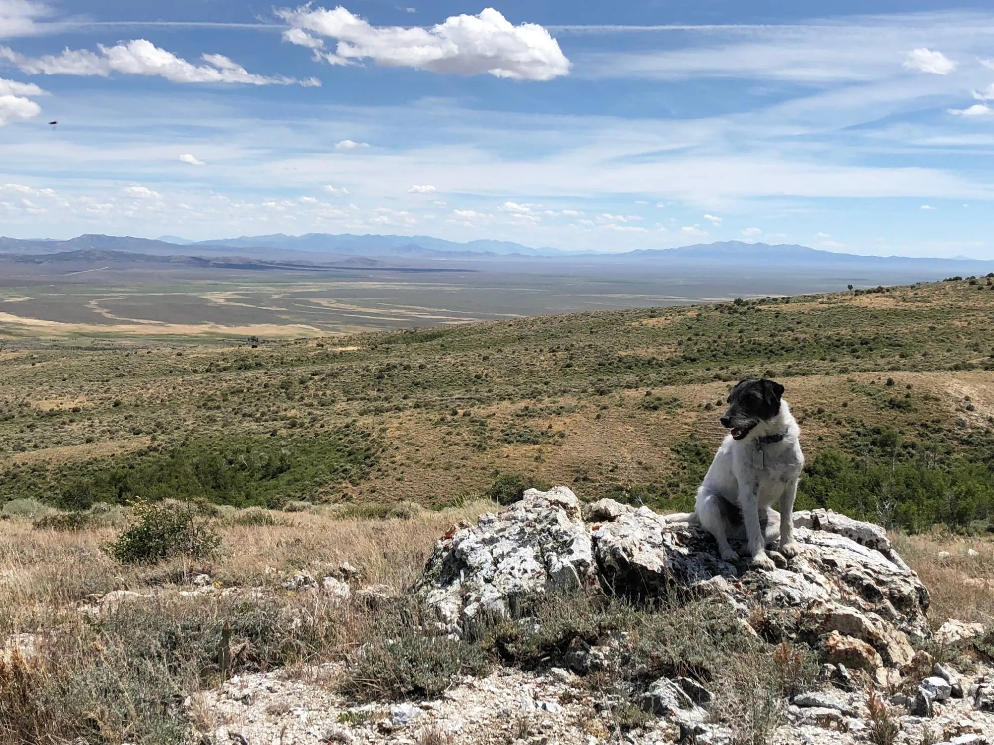 Winston on a rock above a wide high-desert valley