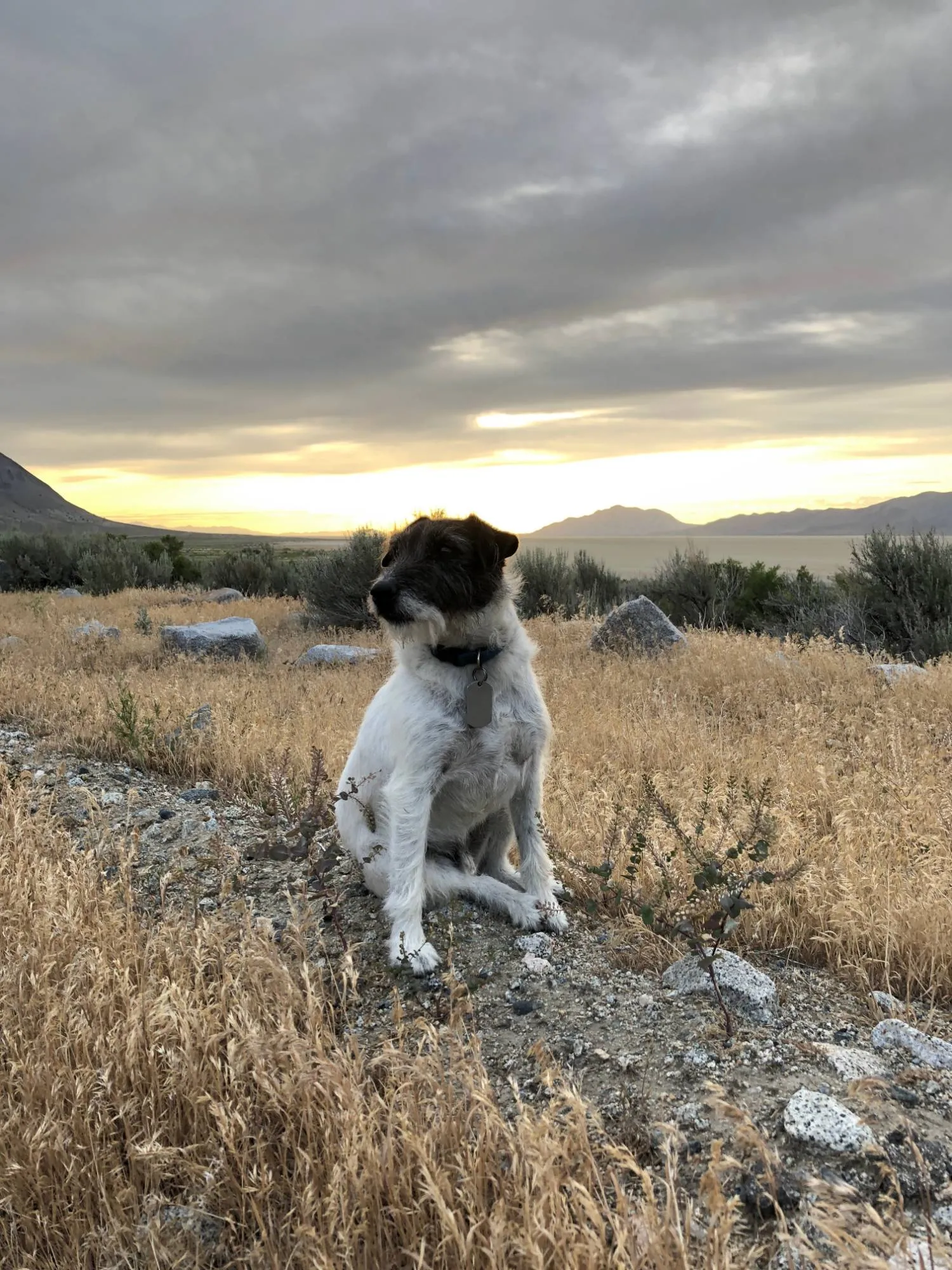 Winston sitting in golden grass under a cloudy desert sunset